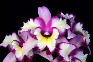 Laeliocattleya Miss Wonderful Le Cirque AM/AOS 82 pts.